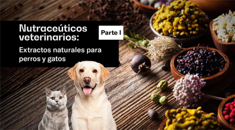 Nutraceúticos Veterinarios: Extractos Naturales Para Perros Y Gatos